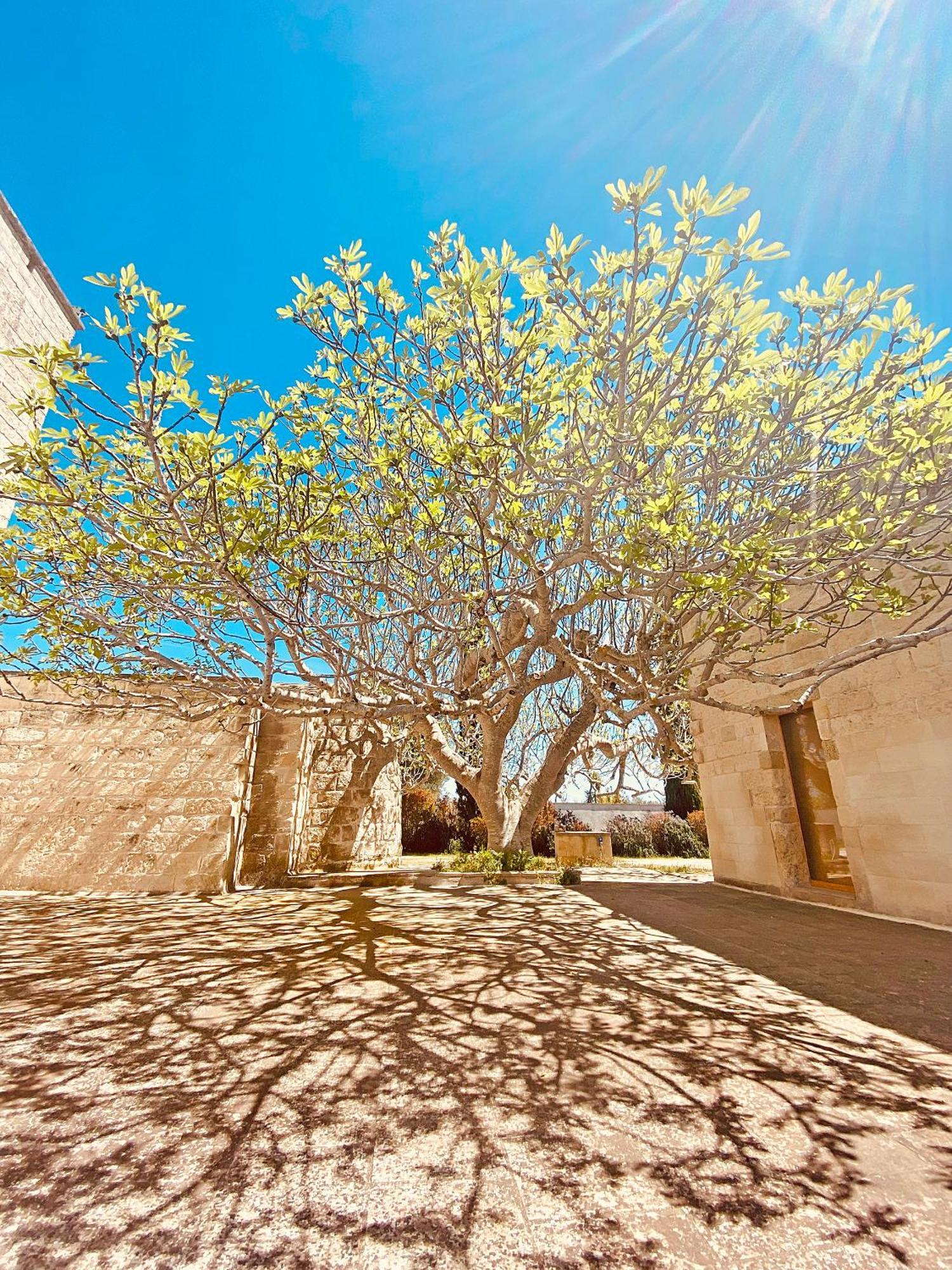 Masseria La Millenaria San Foca Ngoại thất bức ảnh
